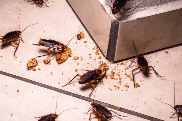 Cockroach Control Services In Stockbridge GA