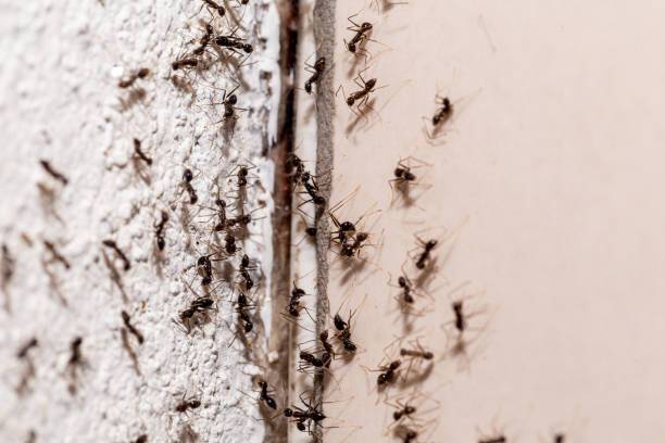 Ant Control Services In Stockbridge GA