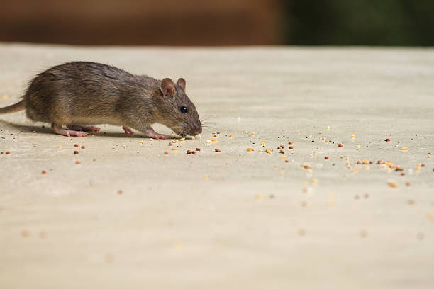 Grey mouse (Mus musculus)